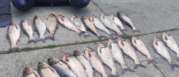 Peste 200 de kilograme de peşte prins ilegal, ridicat de Poliţia de frontieră din zonele Islaz, judeţul Teleorman şi Canalul 2 Midia, Constanţa
