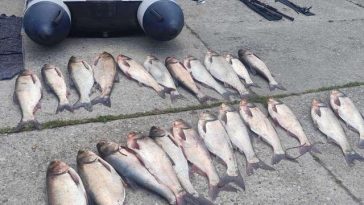 Peste 200 de kilograme de peşte prins ilegal, ridicat de Poliţia de frontieră din zonele Islaz, judeţul Teleorman şi Canalul 2 Midia, Constanţa