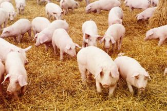 Investiţie de peste 50 milioane de lei într-o fermă de reproducţie suină în judeţul Maramureş
