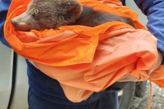 Braşov: Pui de urs abandonat de mama lui, capturat pe Tâmpa/ Ursuleţul, care era foarte slăbit şi deshidratat, a fost predat reprezentanţilor rezervaţiei de la Zărneşti