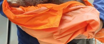 Braşov: Pui de urs abandonat de mama lui, capturat pe Tâmpa/ Ursuleţul, care era foarte slăbit şi deshidratat, a fost predat reprezentanţilor rezervaţiei de la Zărneşti
