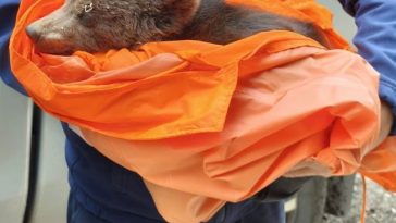 Braşov: Pui de urs abandonat de mama lui, capturat pe Tâmpa/ Ursuleţul, care era foarte slăbit şi deshidratat, a fost predat reprezentanţilor rezervaţiei de la Zărneşti