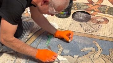 Un mozaic reprezentând un taur ale cărui testicule au fost distruse de turiştii care respectau o tradiţie neobişnuită, a intrat în restaurare