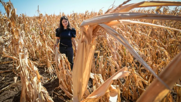 Agricultorii europeni solicită Comisiei Europene să facă ordine pe piaţa îngrăşămintelor pentru a elimina speculaţiile excesive. Bercu, AAC: „Agricultura funcţionează în timp real, nu în retrospectivă”