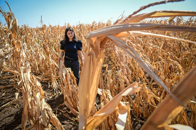 Agricultorii europeni solicită Comisiei Europene să facă ordine pe piaţa îngrăşămintelor pentru a elimina speculaţiile excesive. Bercu, AAC: „Agricultura funcţionează în timp real, nu în retrospectivă”