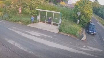 Cluj: Urs filmat în apropierea unei staţii de autobuz, în comuna Apahida / Recomandările autorităţilor