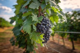 R. Moldova are strategie de dezvoltare a sectorului vitivinicol pentru perioada 2026–2030. Consolidarea imaginii şi notorietăţii R. Moldova ca producător de vinuri de calitate superioară şi dezvoltarea oenoturismului, printre obiective