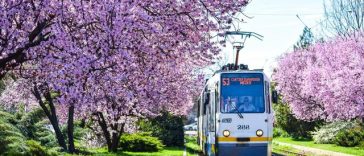 Percheziţii într-un dosar în care 21 de angajaţi ai STB sunt suspectaţi de furt de combustibil  şi piese auto de la Autobaza Nordului / A fost descoperită o tonă de motorină / Director STB: Vom lua toate măsurile legale pentru recuperarea prejudiciului