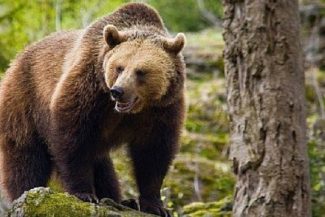 Neamţ: Mesaj RO-Alert pentru turiştii aflaţi în zona cascadei Duruitoarea, după ce un urs şi-a făcut apariţia pe o potecă turistică