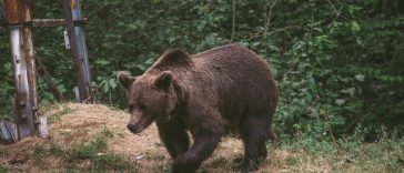 Harghita: Trei mesaje RO-Alert care anunţă prezenţa urşilor în localitatea Praid, în ultimele două zile