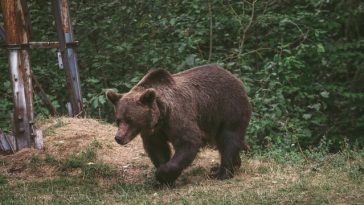 Harghita: Trei mesaje RO-Alert care anunţă prezenţa urşilor în localitatea Praid, în ultimele două zile