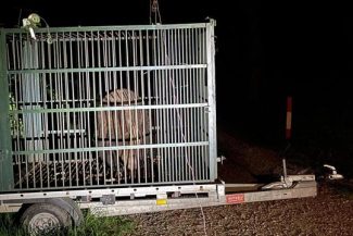 Autorităţile din municipiul Braşov au capturat un urs care obişnuia să intre în zonele locuite, în cartierul Noua/ Animalul, care mai fusese capturat şi relocat, a fost eutanasiat