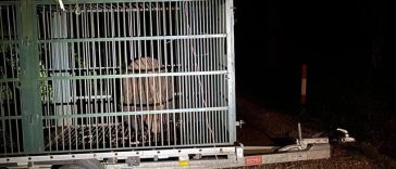 Autorităţile din municipiul Braşov au capturat un urs care obişnuia să intre în zonele locuite, în cartierul Noua/ Animalul, care mai fusese capturat şi relocat, a fost eutanasiat