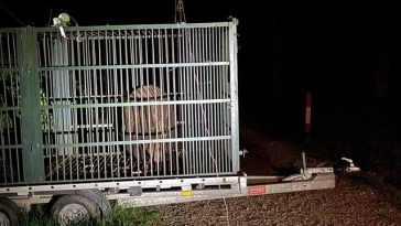 Autorităţile din municipiul Braşov au capturat un urs care obişnuia să intre în zonele locuite, în cartierul Noua/ Animalul, care mai fusese capturat şi relocat, a fost eutanasiat