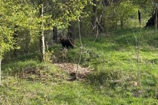 Neamţ: Intervenţie a jandarmilor pentru îndepărtarea unui urs care a intrat într-o gospodărie/ Nu au fost persoane rănite – FOTO, VIDEO