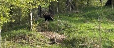 Neamţ: Intervenţie a jandarmilor pentru îndepărtarea unui urs care a intrat într-o gospodărie/ Nu au fost persoane rănite – FOTO, VIDEO