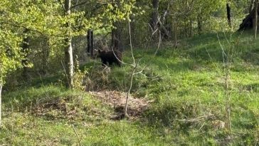 Neamţ: Intervenţie a jandarmilor pentru îndepărtarea unui urs care a intrat într-o gospodărie/ Nu au fost persoane rănite – FOTO, VIDEO