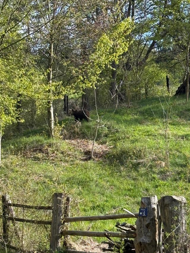 Neamţ: Intervenţie a jandarmilor pentru îndepărtarea unui urs care a intrat într-o gospodărie/ Nu au fost persoane rănite – FOTO, VIDEO