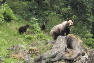 Bulgaria – O ursoaică a ucis un bărbat într-o zonă frecventată de drumeţi lângă Sofia