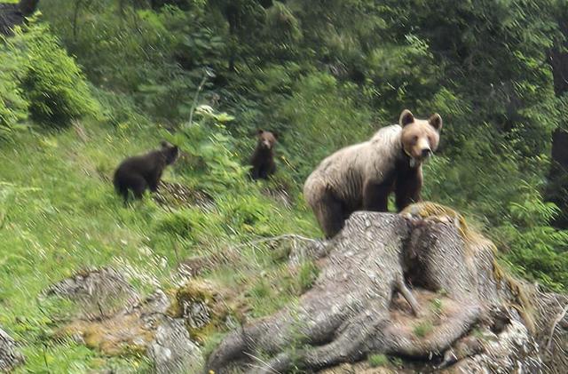 Bulgaria – O ursoaică a ucis un bărbat într-o zonă frecventată de drumeţi lângă Sofia