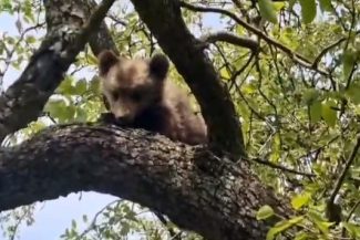 Mureş: Intervenţie pentru recuperarea unui pui de urs care a rămas blocat într-un copac, în apropierea municipiului Sighişoara – VIDEO