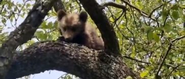 Mureş: Intervenţie pentru recuperarea unui pui de urs care a rămas blocat într-un copac, în apropierea municipiului Sighişoara – VIDEO