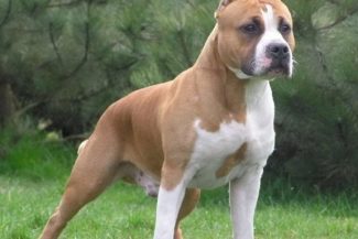 Un oraş din Italia îi obligă pe proprietarii de câini să cureţe urina animalelor, altfel riscând amenzi de 500 de euro