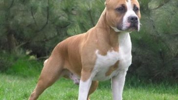 Un oraş din Italia îi obligă pe proprietarii de câini să cureţe urina animalelor, altfel riscând amenzi de 500 de euro