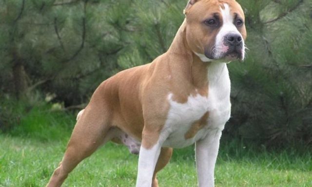 Un oraş din Italia îi obligă pe proprietarii de câini să cureţe urina animalelor, altfel riscând amenzi de 500 de euro