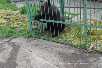 Urs capturat într-o cuşcă specială, în curte Şcolii de Agenţi de Poliţie ”Vasile Lascăr” / Animalul urmează să fie relocat – FOTO