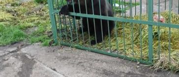 Urs capturat într-o cuşcă specială, în curte Şcolii de Agenţi de Poliţie ”Vasile Lascăr” / Animalul urmează să fie relocat – FOTO