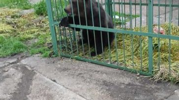 Urs capturat într-o cuşcă specială, în curte Şcolii de Agenţi de Poliţie ”Vasile Lascăr” / Animalul urmează să fie relocat – FOTO