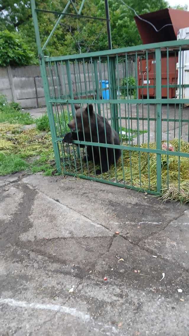 Urs capturat într-o cuşcă specială, în curte Şcolii de Agenţi de Poliţie ”Vasile Lascăr” / Animalul urmează să fie relocat – FOTO