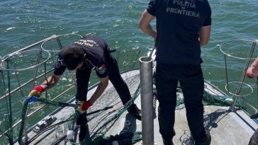 Patru sturioni prinşi în plase ilegale, în Marea Neagră, salvaţi de poliţiştii de frontieră