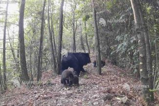 Un urs a rănit patru persoane în două fabrici și o zonă rezidențială din Japonia