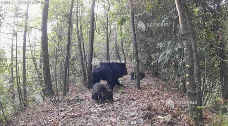 Un urs a rănit patru persoane în două fabrici și o zonă rezidențială din Japonia