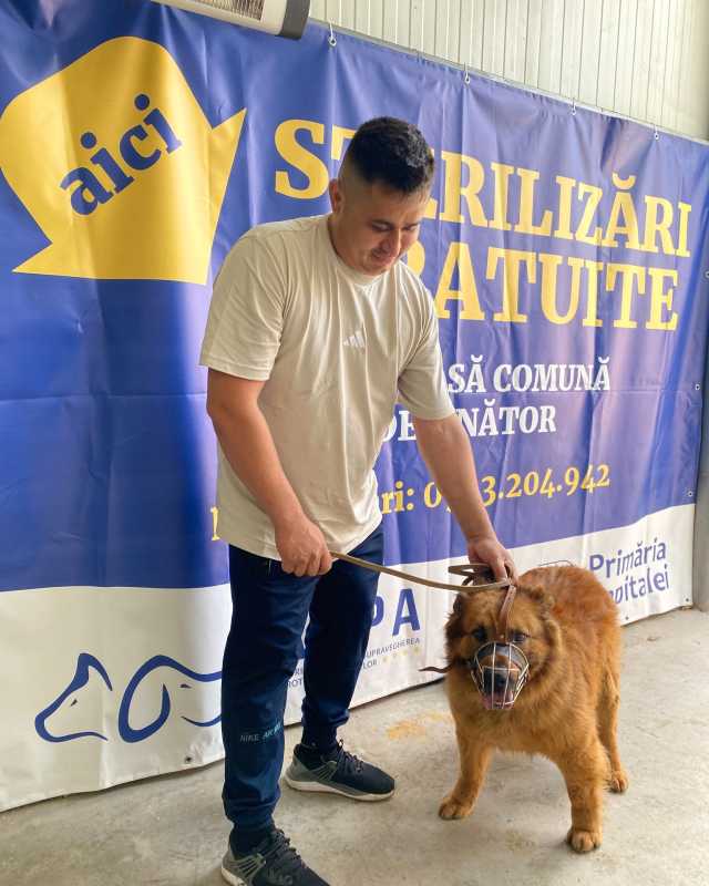 ASPA: 193 de câini, capturați în luna mai; 450 de sterilizări gratuite, în acest an