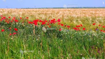 Comisia Europeană a rambursat României peste 1,1 miliarde de euro pentru investiții în agricultură și dezvoltare rurală