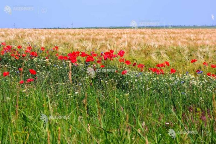 Comisia Europeană a rambursat României peste 1,1 miliarde de euro pentru investiții în agricultură și dezvoltare rurală