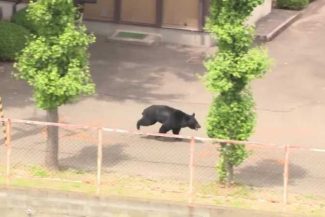 Un urs ”extrem de inteligent” căutat în Japonia după ce a rănit patru persoane