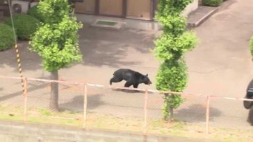 Un urs ”extrem de inteligent” căutat în Japonia după ce a rănit patru persoane