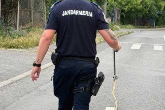 VIDEO Galați: Un șarpe lung de doi metri, îndepărtat de jandarmi după ce a fost observat de un grup de copii pe biciclete