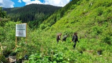 Dâmbovița: Campania de primăvară de împăduriri s-a încheiat; au fost regenerate 74 de hectare de pădure (GALERIE FOTO)