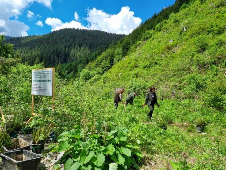 Dâmbovița: Campania de primăvară de împăduriri s-a încheiat; au fost regenerate 74 de hectare de pădure (GALERIE FOTO)