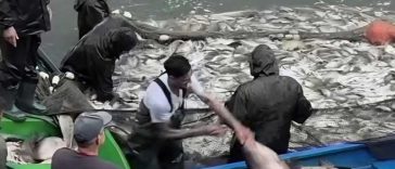 PMB: O parte din peștii din Lacul Herăstrău vor fi comercializați; concesiunea, valabilă până în 2036