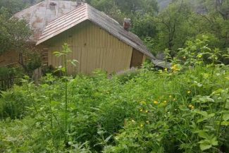 Buzău: Un urs a intrat în 8 case, ultima fiind locuită; a căutat inclusiv la frigider