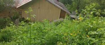 Buzău: Un urs a intrat în 8 case, ultima fiind locuită; a căutat inclusiv la frigider