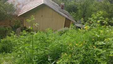 Buzău: Un urs a intrat în 8 case, ultima fiind locuită; a căutat inclusiv la frigider