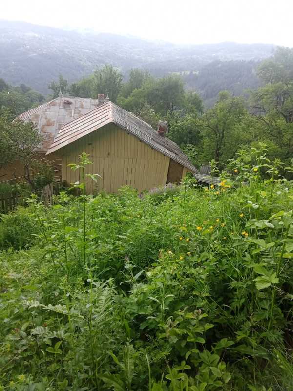Buzău: Un urs a intrat în 8 case, ultima fiind locuită; a căutat inclusiv la frigider