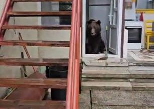 VIDEO Prahova: O ursoaică cu pui a intrat de două ori într-o casă din Bușteni; zona este monitorizată
